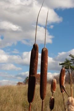 Reeds on blue sky with clouds Stock Photos