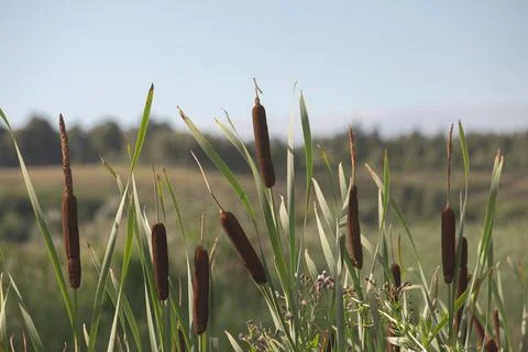 Reeds on a blurred background of trees Stock Photos