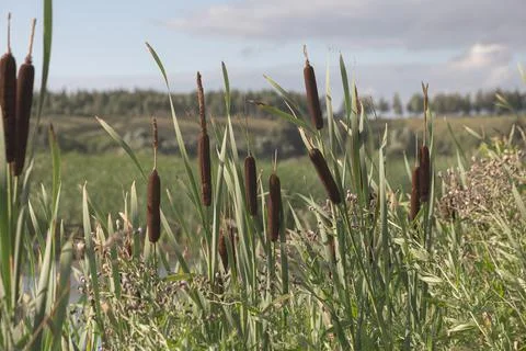 Reeds on a blurred background of trees Stock Photos