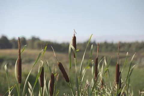 Reeds on a blurred background of trees Stock Photos