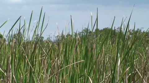 Reeds in the Breeze Stock Footage 534907