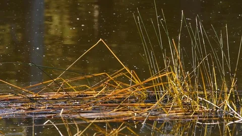 Reeds in a calm forest pond Stock Footage 81147178