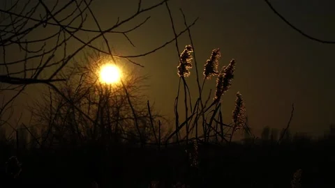 Reeds. Cane. Sunset light on a reed flower swaying in the wind. Reed flower Stock Footage 239670445