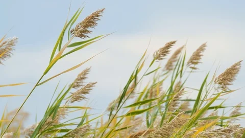 Reeds close up 4K UHD Stock Footage 122281772