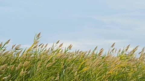Reeds close up 4K UHD Stock Footage 122281776