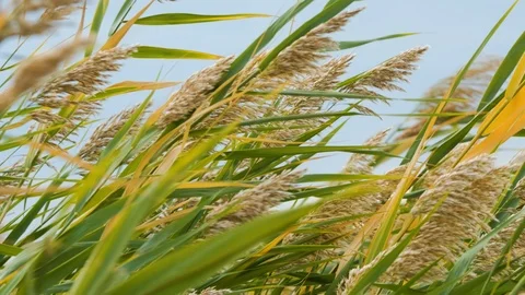 Reeds close up 4K UHD Stock Footage 122281887