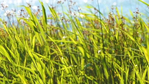 Reeds close big Stock Footage 92849231