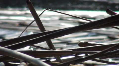 Reeds Close up Stock Footage 33868276