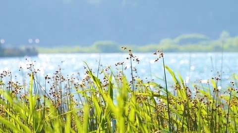 Reeds close lake Stock Footage 92849255
