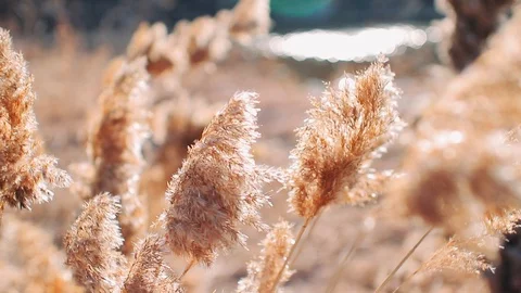 Reeds close-up with movement from the wind Stock Footage 129722399