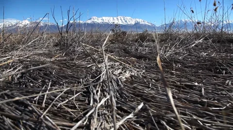 Reeds dead dolly shot Stock Footage 35909830