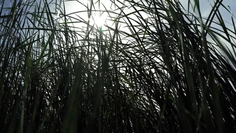 Reeds develop in the wind. Sun rays. Dnieper river Ukraine. Summer Stock Footage 248309283