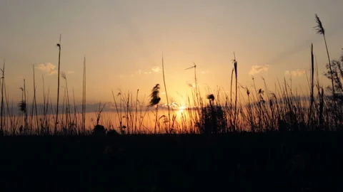 Reeds during the sunset. Stock Footage 90018807