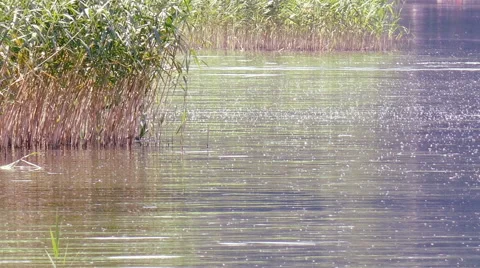 Reeds at the edge of a lake Stock Footage 51865569