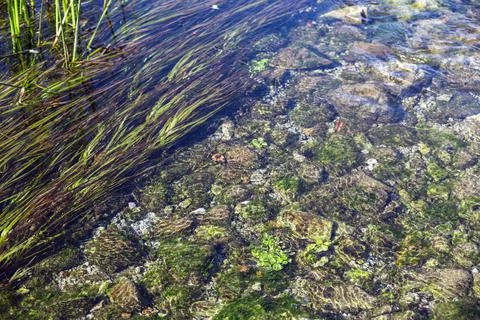 The reeds at the edge of the river. Stock Photos