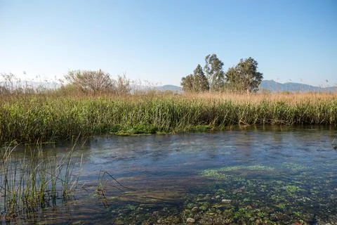 The reeds at the edge of the river. Stock Photos