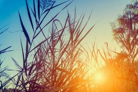 Reeds in the evening Stock Photos
