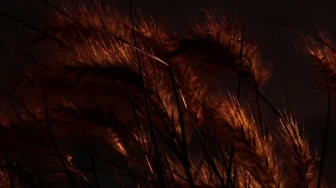 Reeds at evening time Stock Footage 68891691