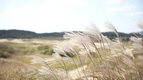 Reeds field and blue sky 스톡 동영상 310919829