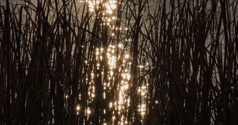 Reeds in the flashing setting sun Video stock 320004120