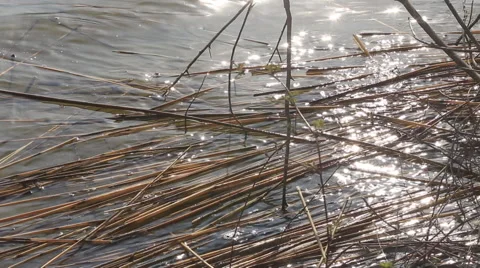 Reeds floating on the shore Video stock 63533733
