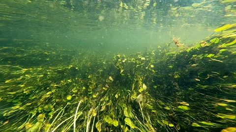 Reeds flowing as camera moves backwards underwater Stock Footage 260444645