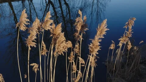 Reeds fluttering in the wind in the light of sunset. Stock Footage 268889132
