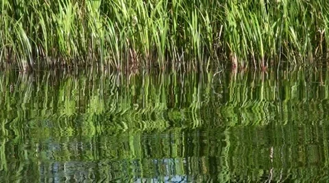 Reeds Stock Footage 982713