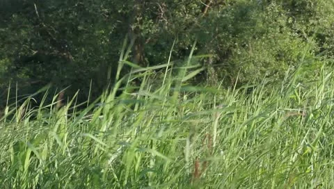 Reeds Stock Footage 11406879