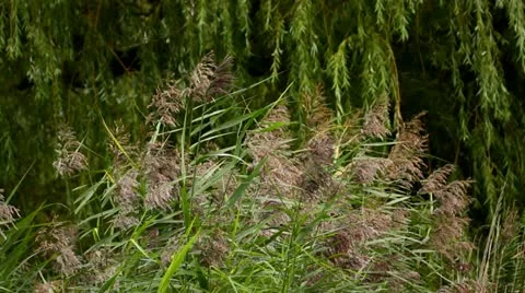 Reeds Stock Footage