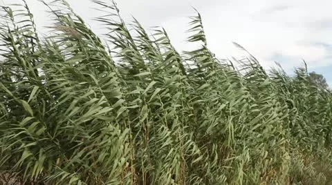 Reeds Stock Footage 14761499
