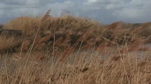 Reeds Stockbeeldmateriaal 20569241