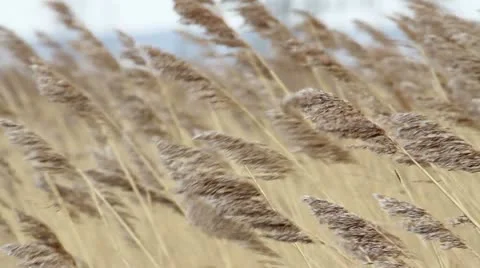Reeds Stock Footage