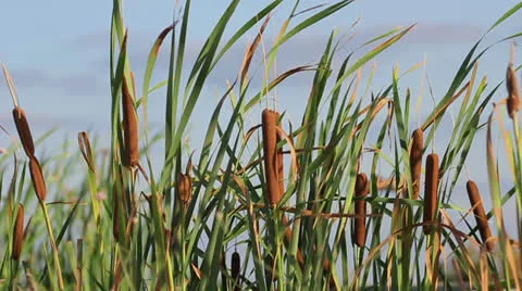 Reeds 動画素材 22752700