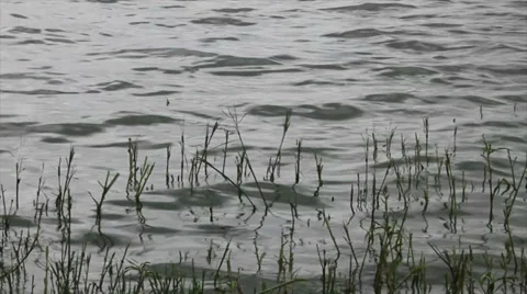 Reeds Stock Footage 33705371