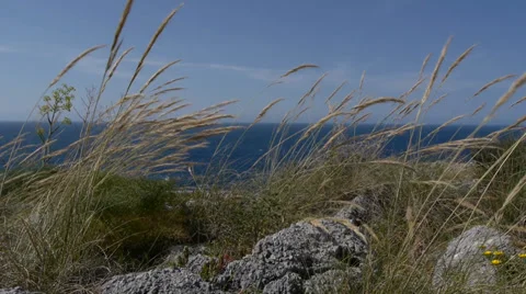 Reeds Video stock 35597851