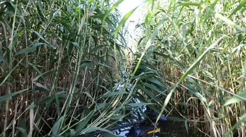 Reeds Video stock 36256174