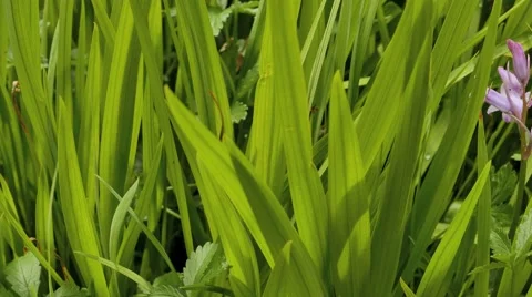 Reeds Stock-Footage 63762039