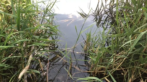 Reeds. Stock Footage 91927160