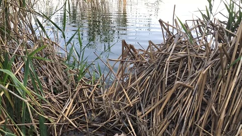 Reeds. 스톡 동영상 91928635