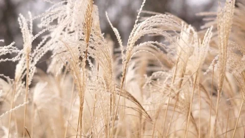 Reeds Stock Footage 126108925