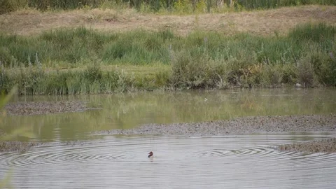 Reeds Video stock 138343508