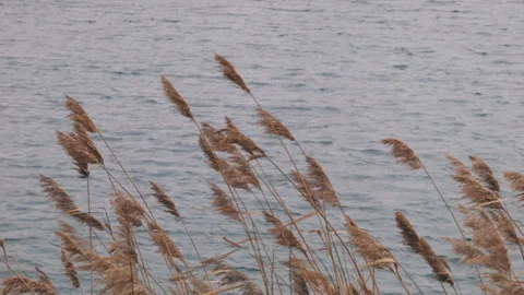 Reeds Vidéo 147380696