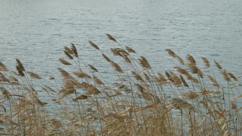 Reeds Vidéo 147380737