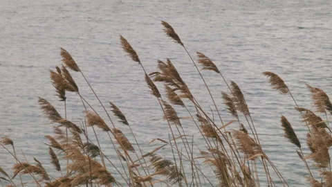 Reeds Vidéo 147380739