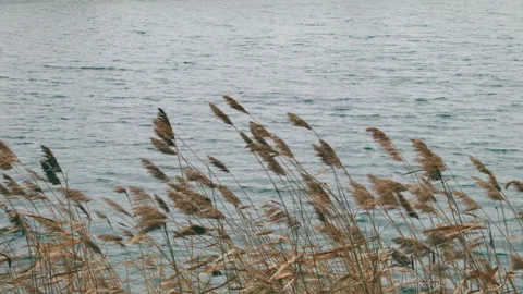 Reeds Vidéo 147380890