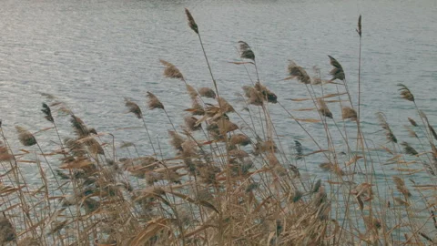 Reeds Vidéo 147380942