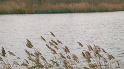 Reeds Vidéo 147380991