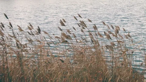 Reeds Vidéo 147381027