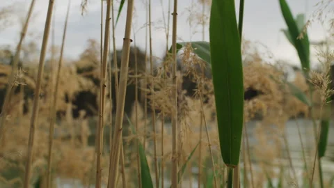 Reeds Stock Footage 292025269